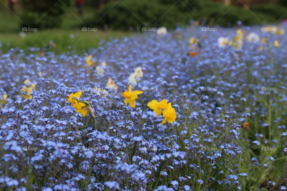 Flower field 