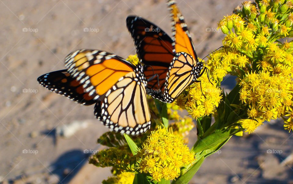 Couple of monarch butterflies . Playing monarch butterflies