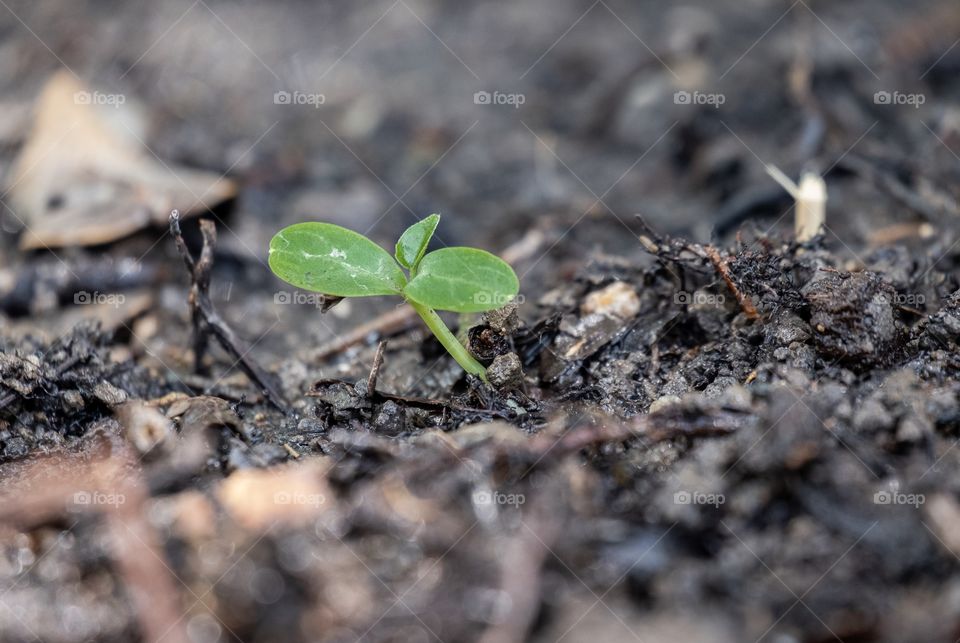 Seed growth is a young leaf