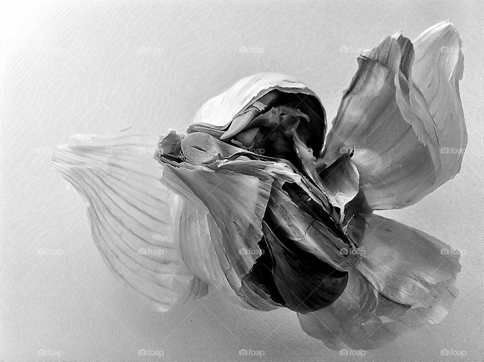 bird garlic greyscale by lateproject