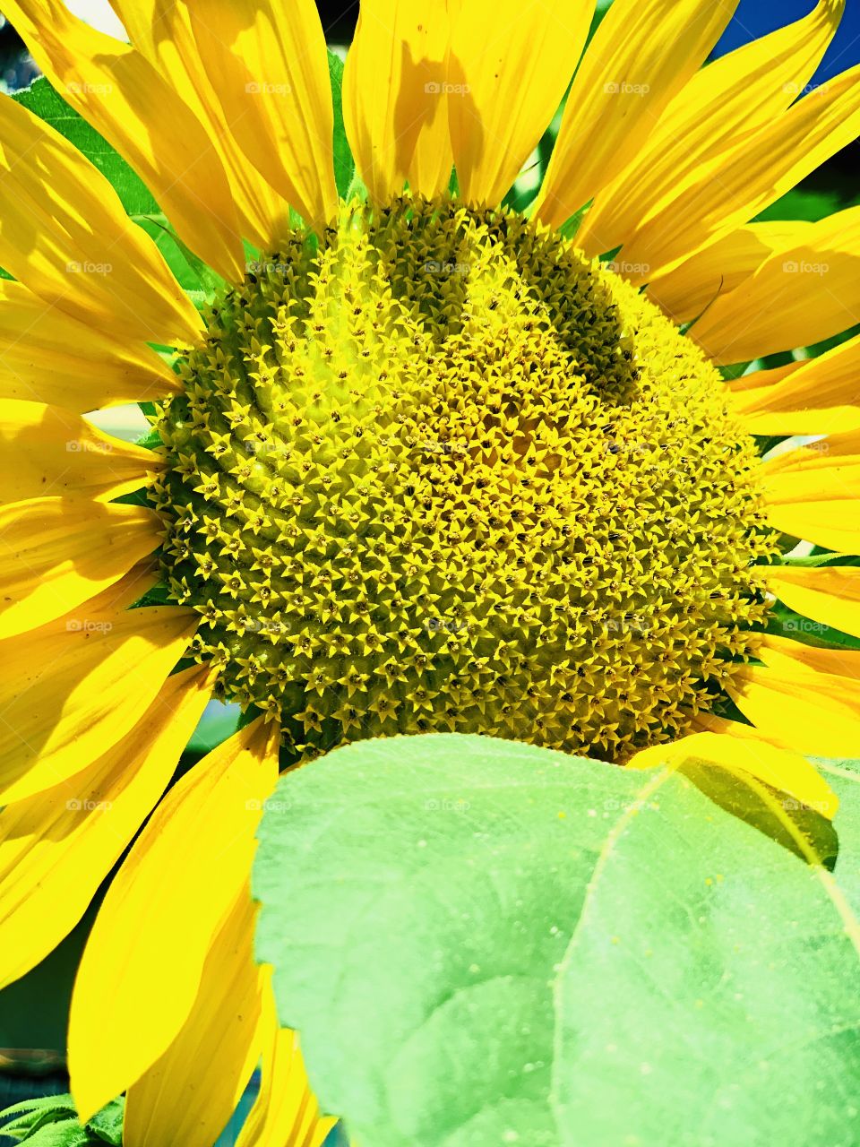 You are my sunflower 