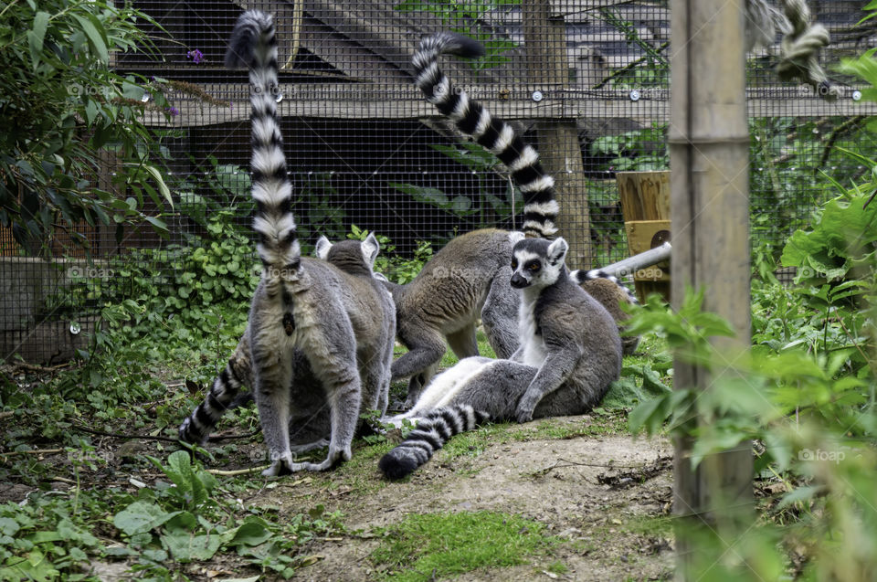 Group of ring tailed lemurs