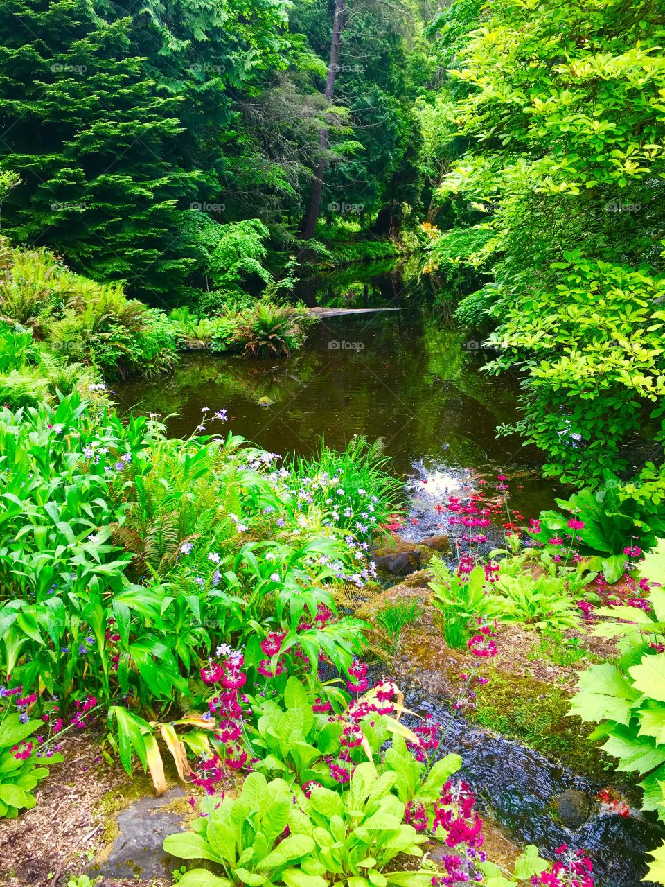 Landscape Pond