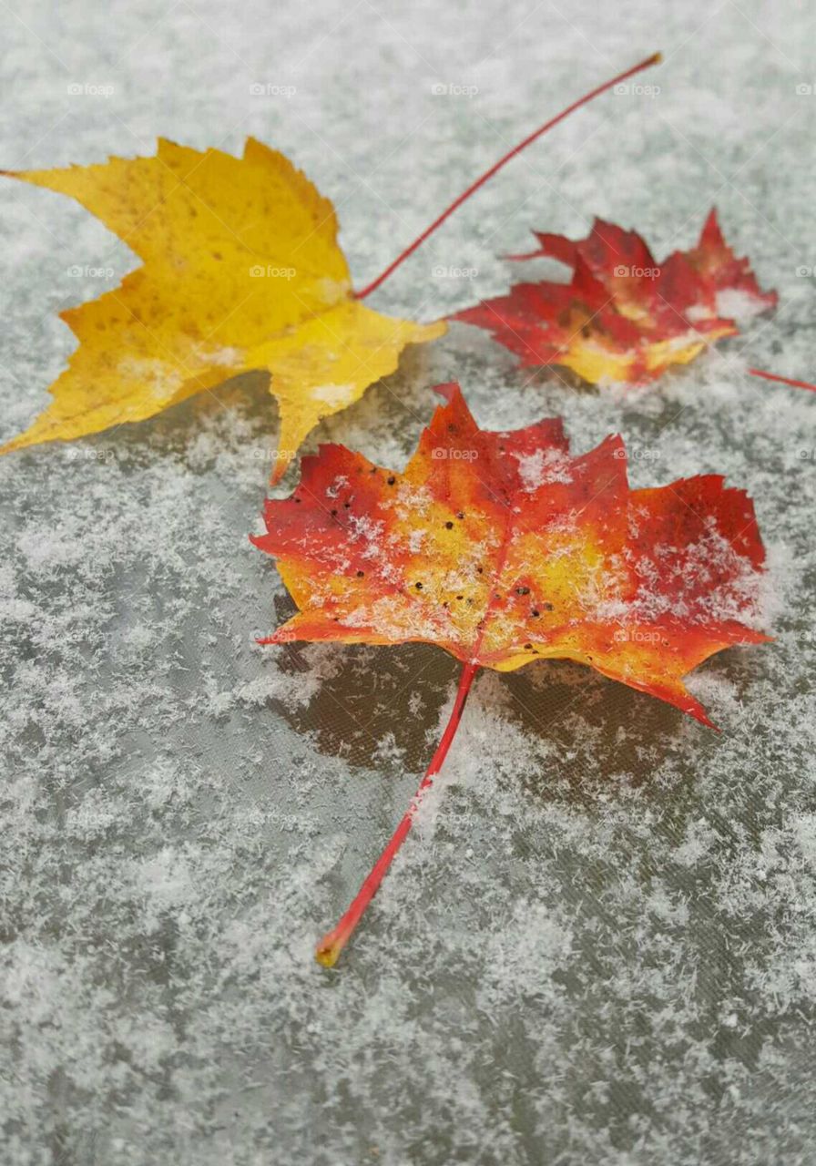 Autumn Leaves and Snow