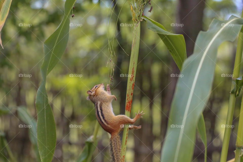 Baby chipmunk falling from a stalk of wheat