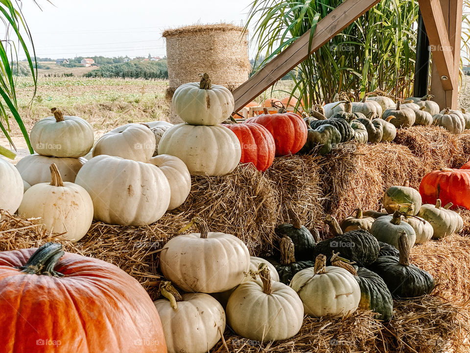 pumpkins