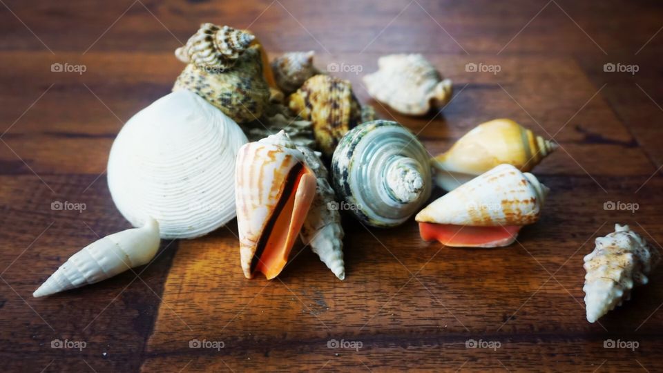 Seashells Scattered 