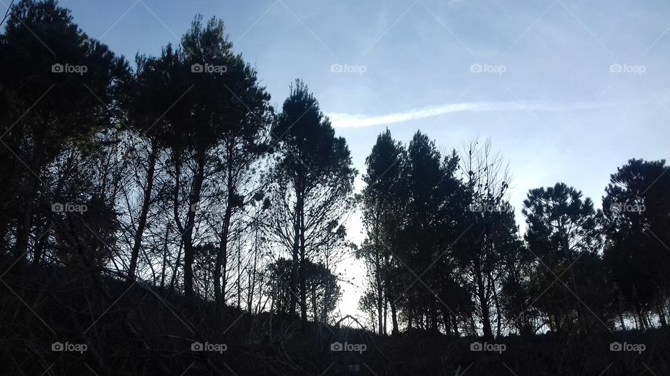 Profile of a small forest. The trees have the sun behind them and above a blue sky with few clouds