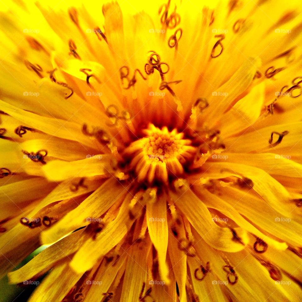 dandelion