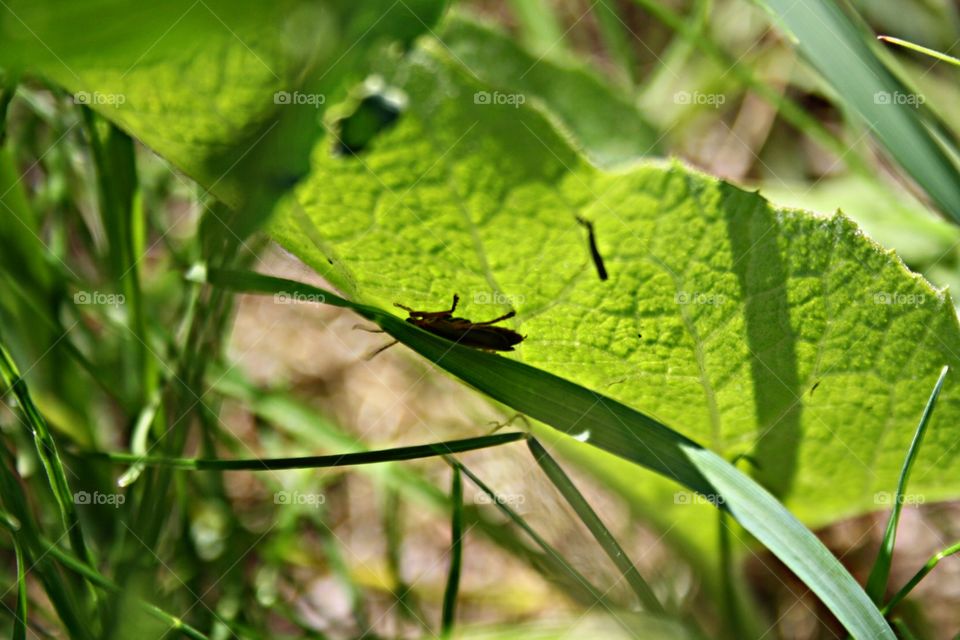 Beetle on plants