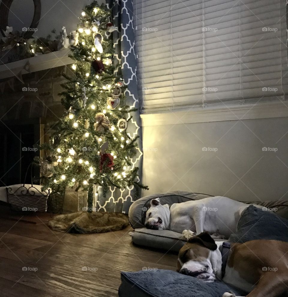 Sleeping by the Christmas Tree Waiting for Santa to Come Down the Chimney