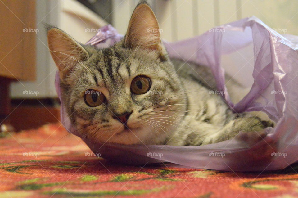 The Cat in the bag