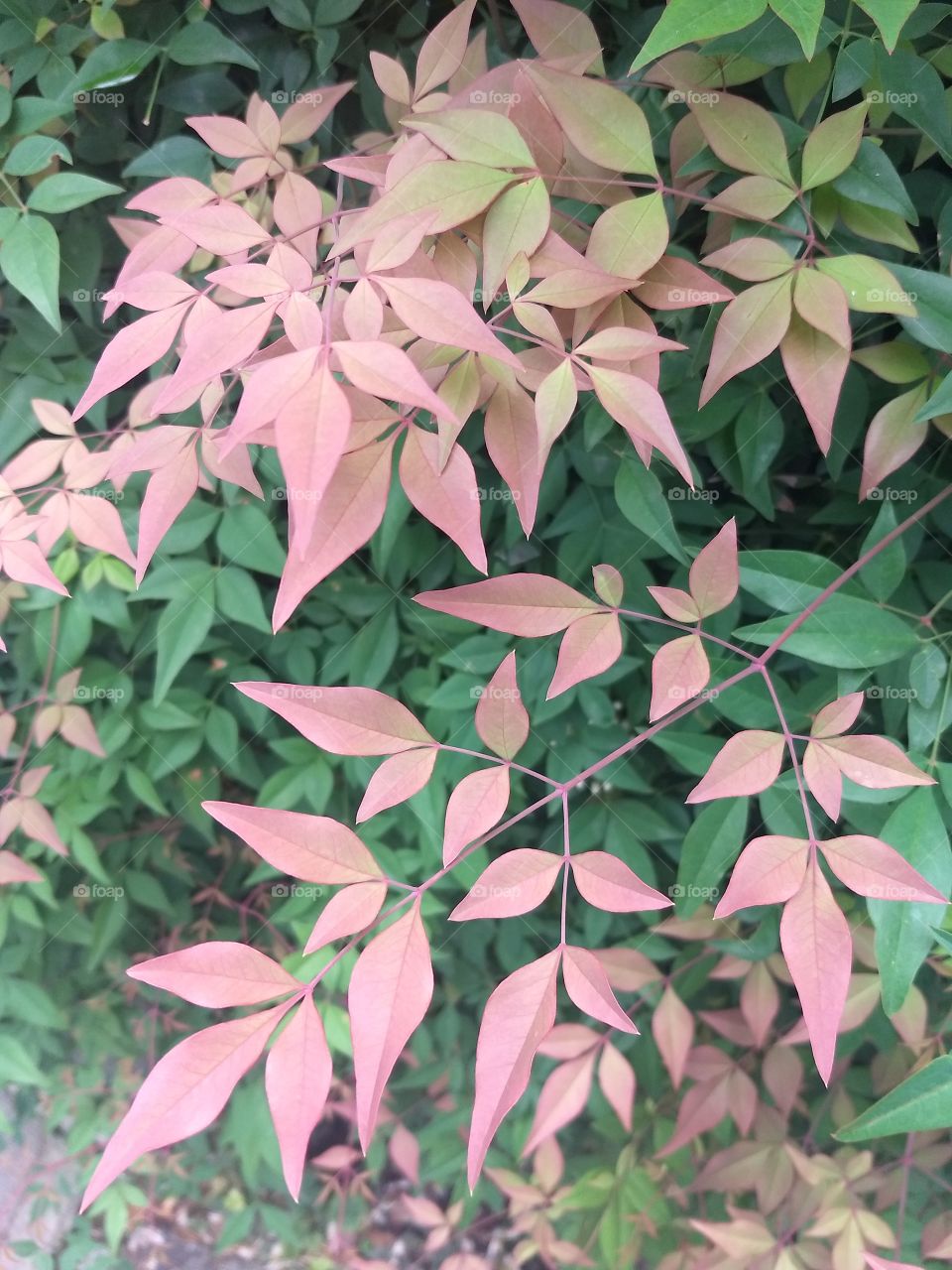 leaves