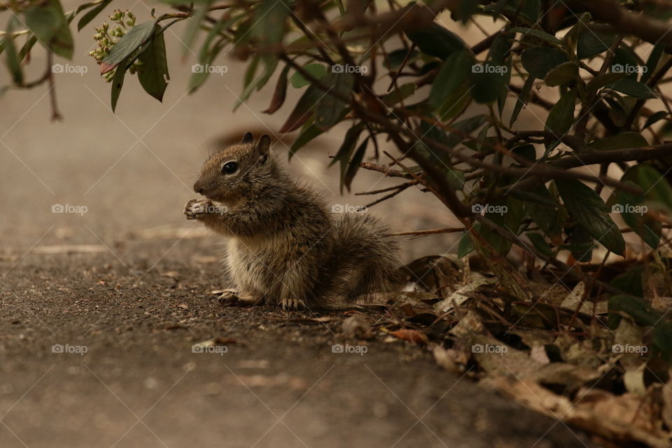 Baby squirrel snacking at edge of the path