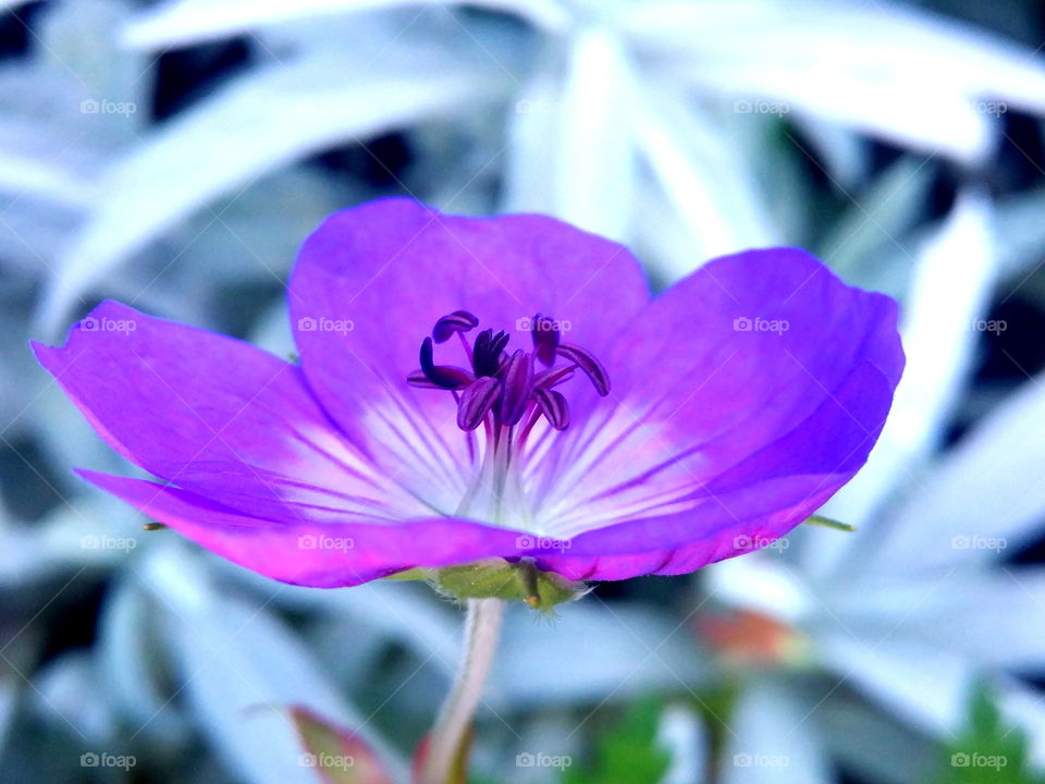 Beautiful details in the garden! 🍃🌼🍃