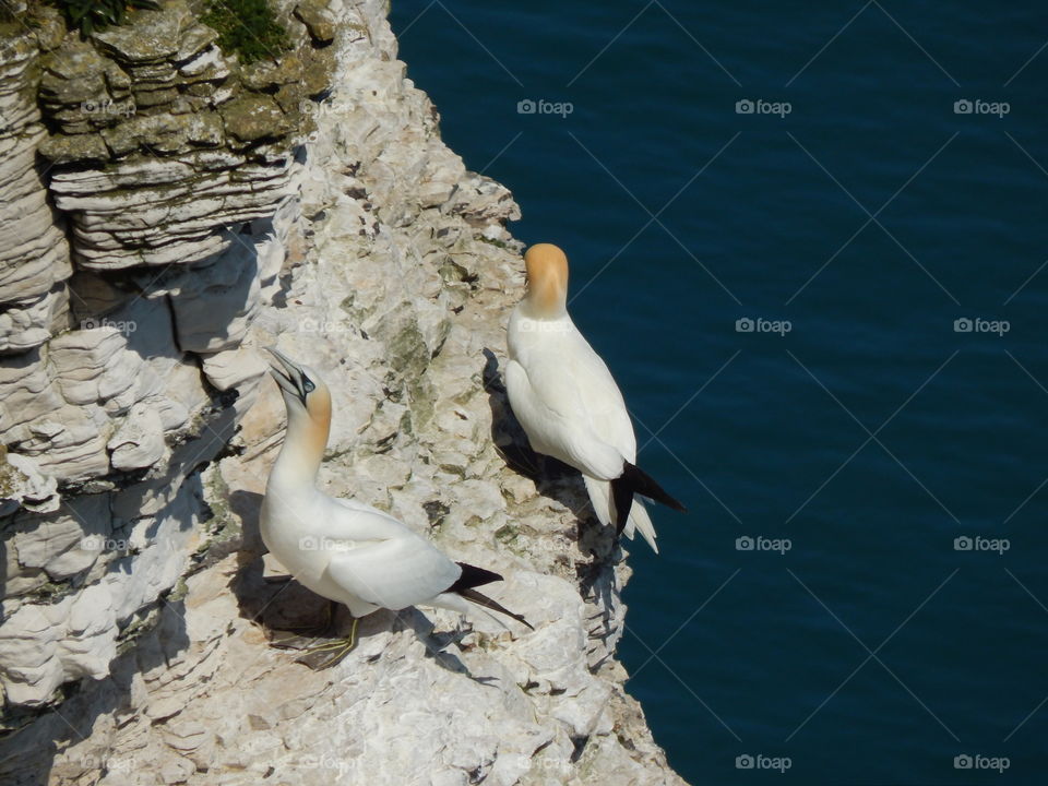 Gannets on a cliff side