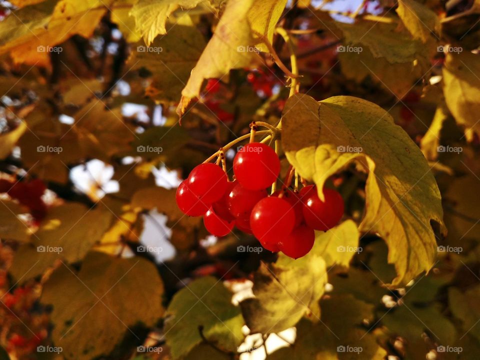 Photo of berries and yellow leaves of Viburnum