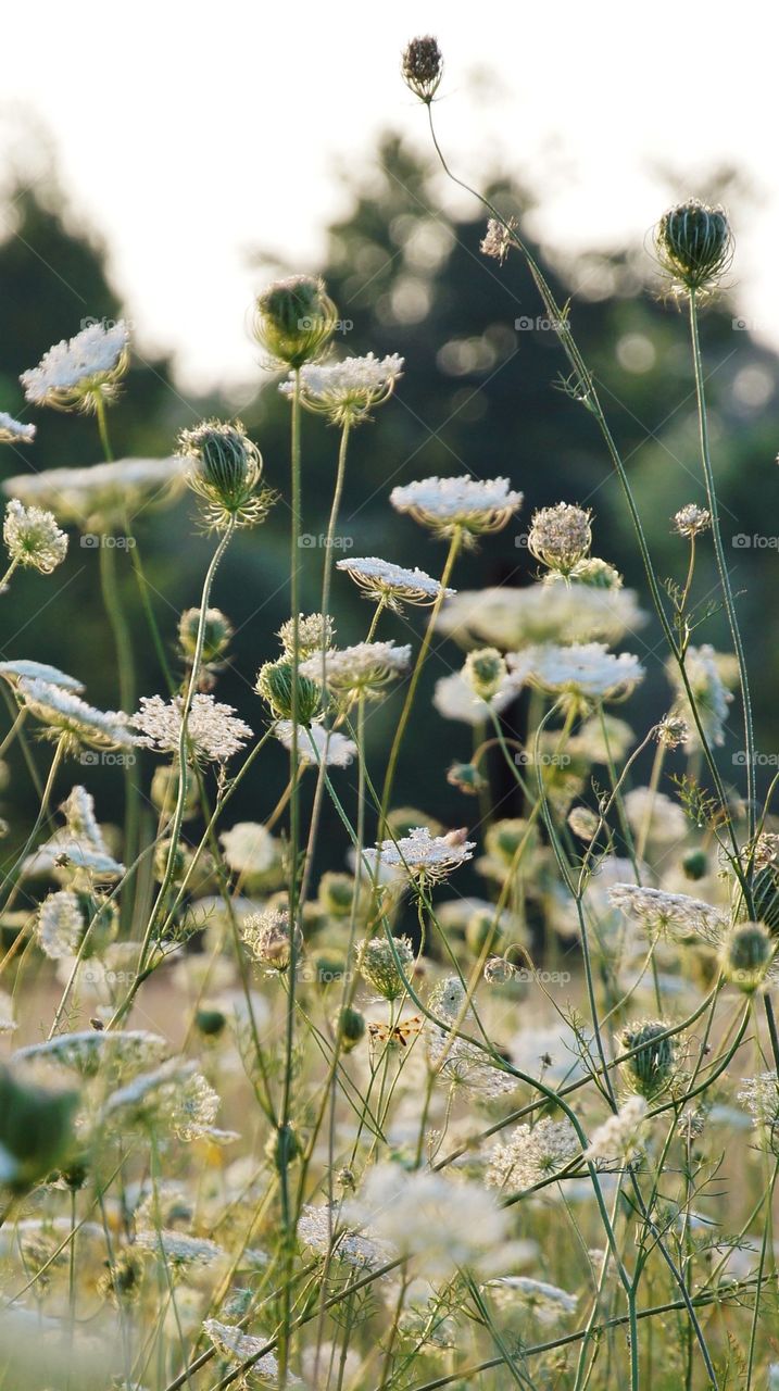 Close-up of a plant