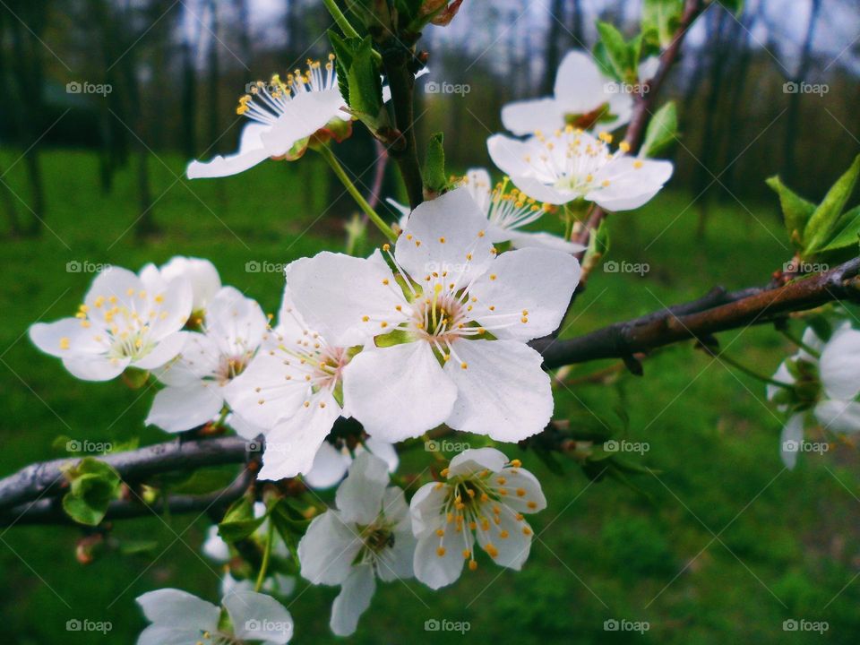 apple blossom in spring