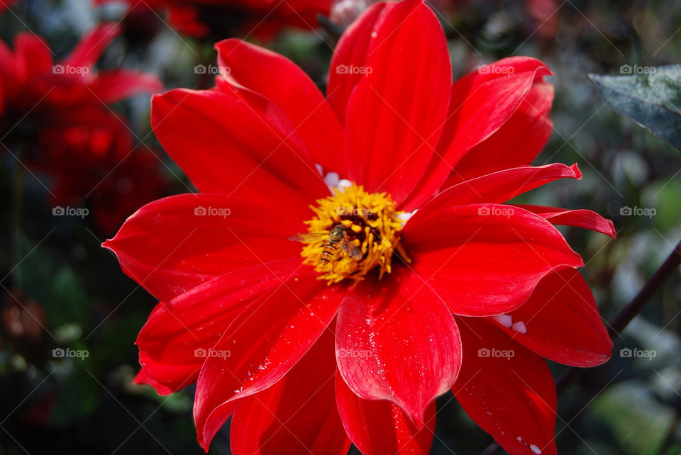 malmö flower red blomma by micke71xxx