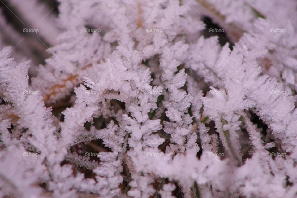 A closeup of delicate frost crystals on small fine stems and blades of grass. 