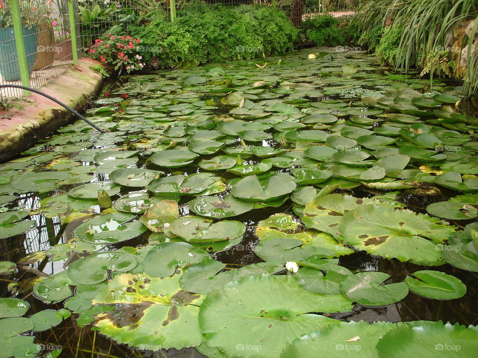 A Pond