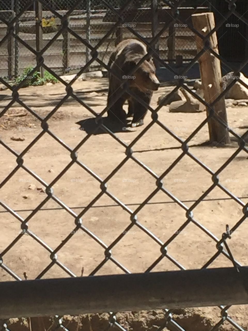 A bear at the zoo in big bear