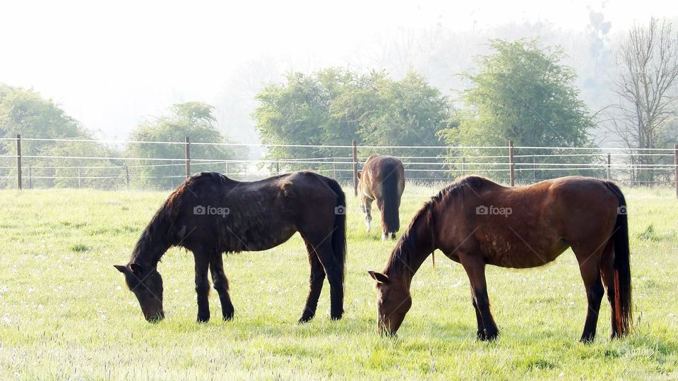Horses and various positions