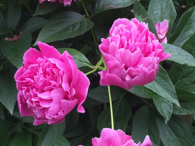 Peonies 