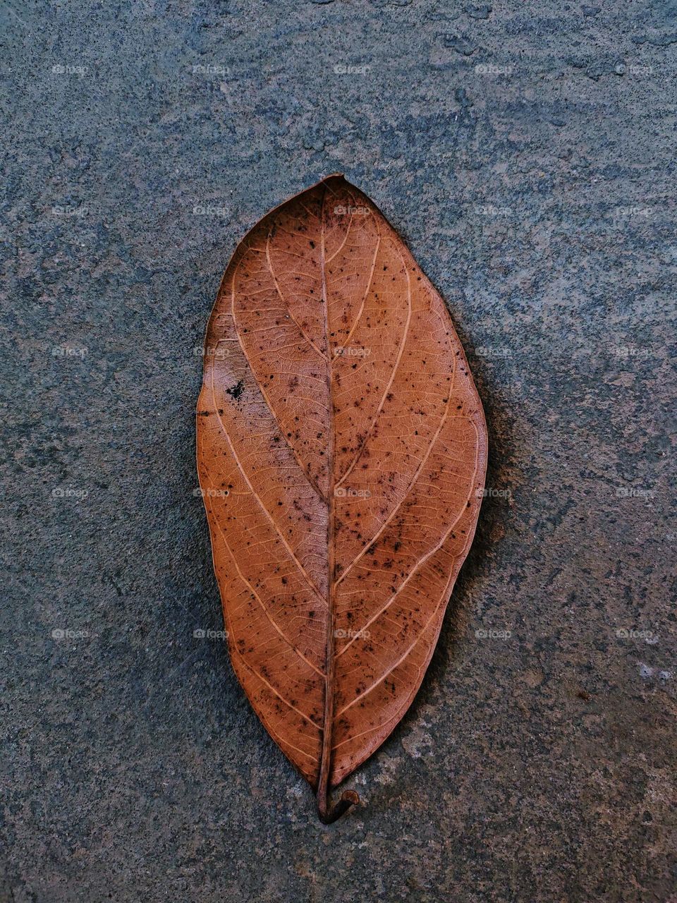 a leaf