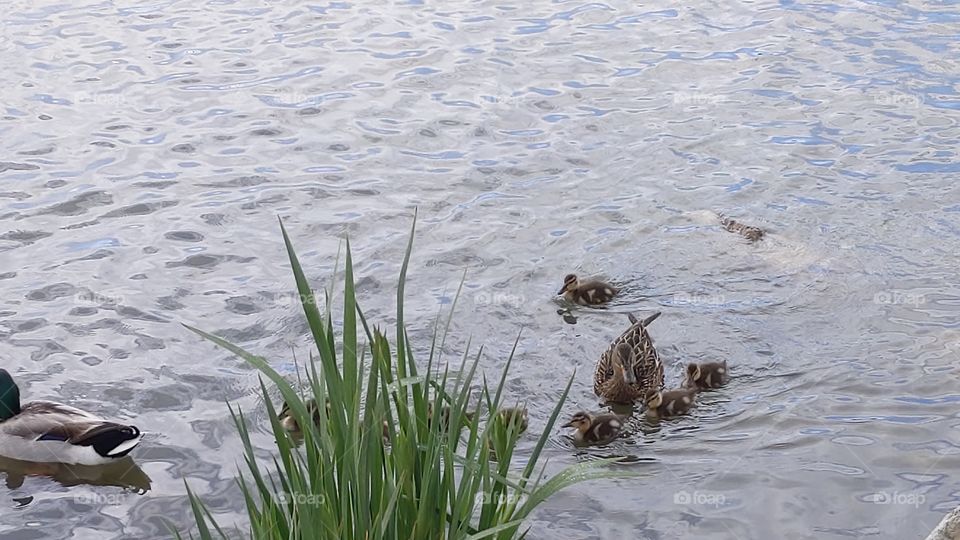 A Lake in Utah with Mommy and Baby Ducks ©️ Copyright CM Photography