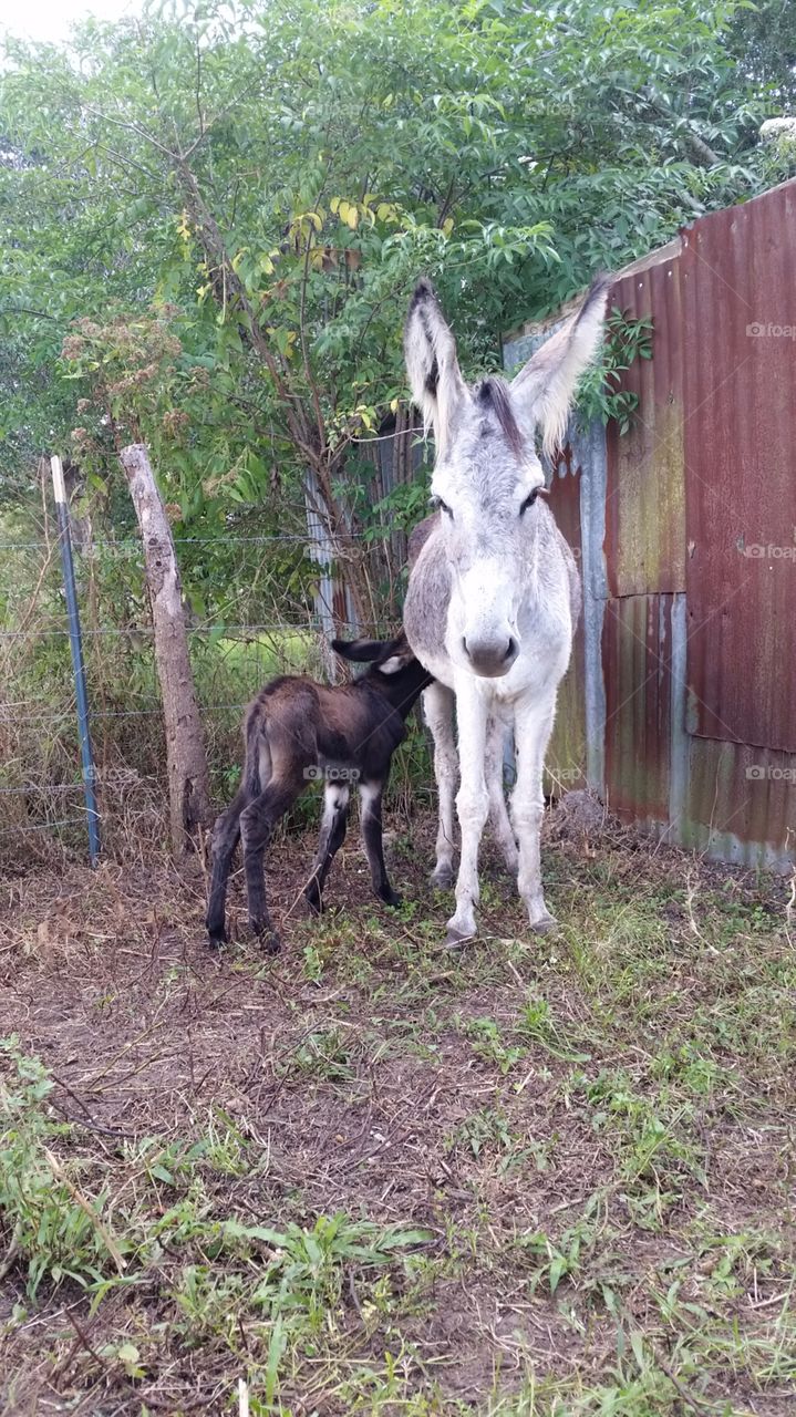 newborn baby donkey and his mother