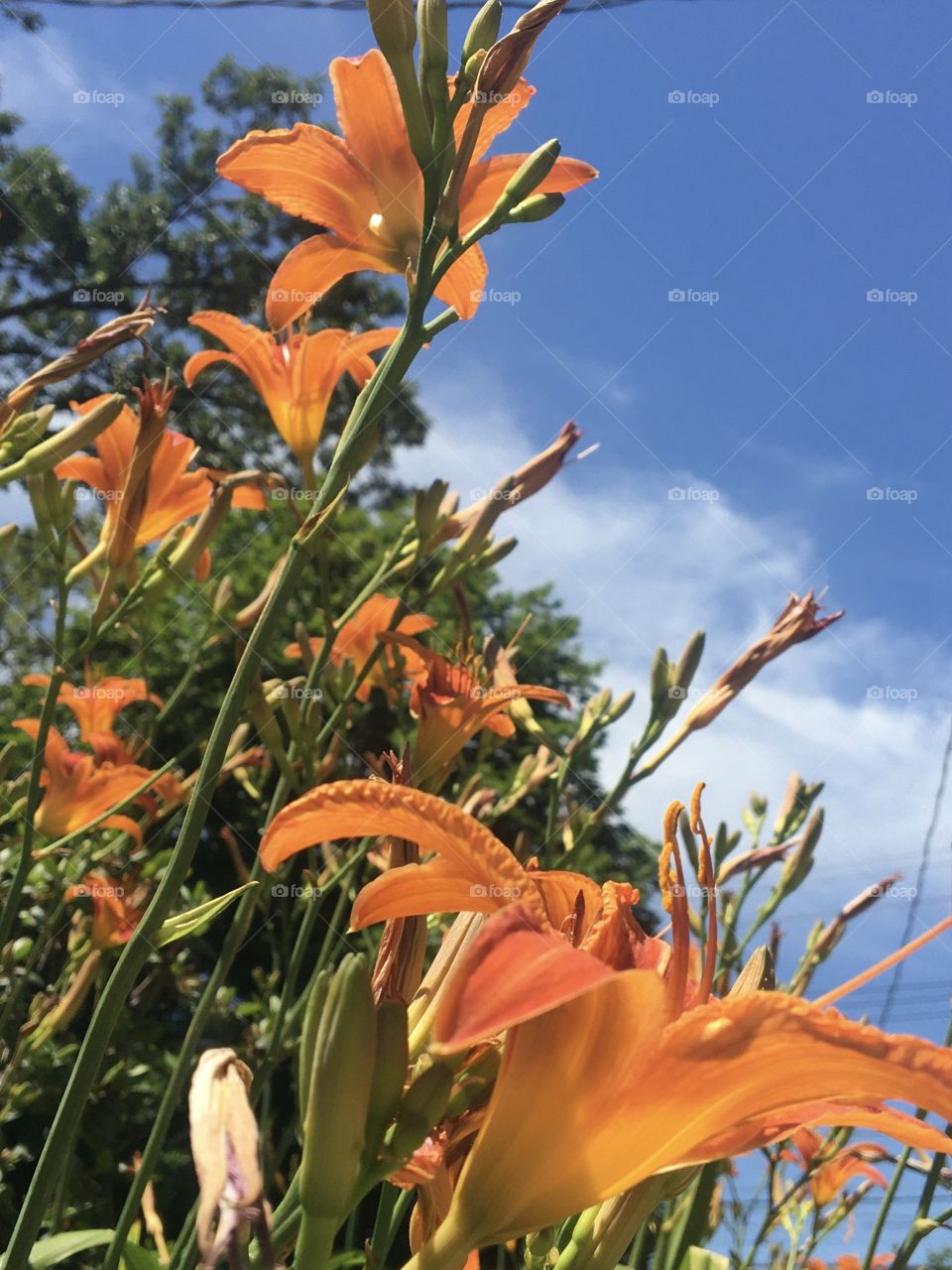 Orange daylily in the June sun