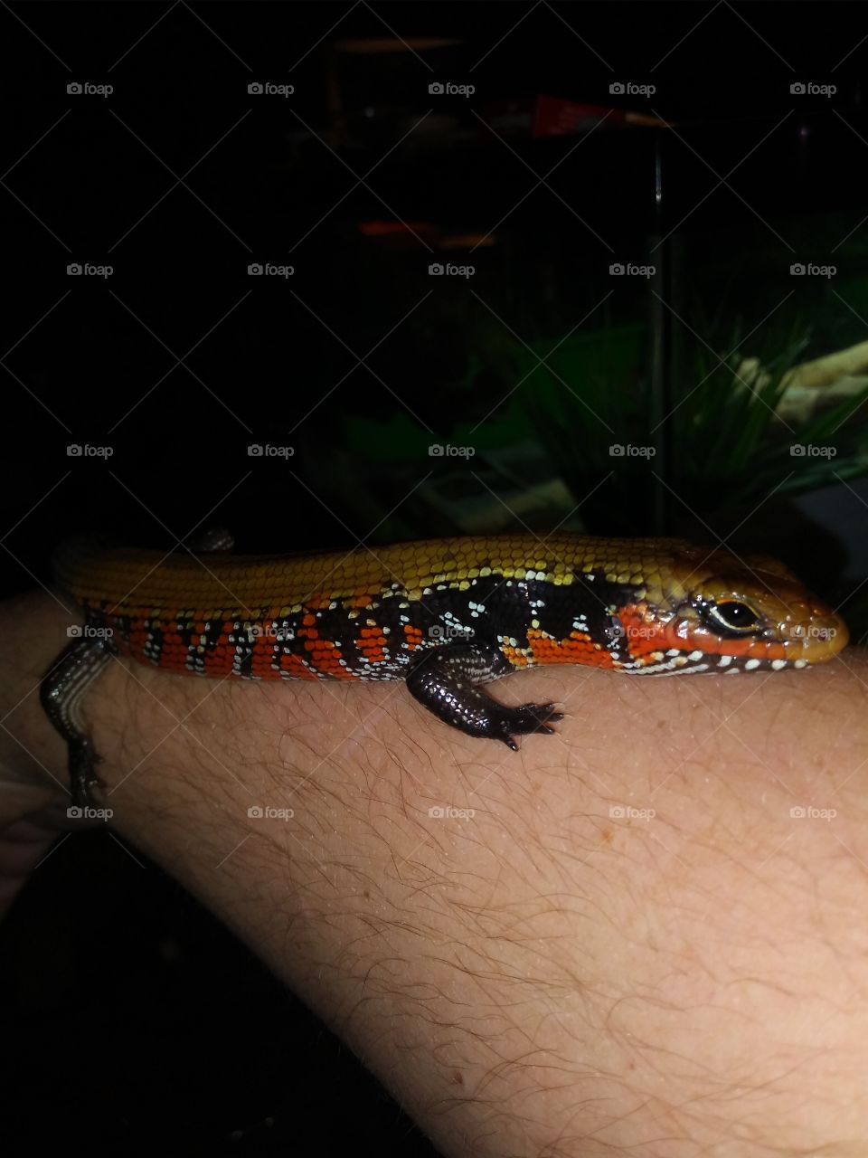 #FireSkink