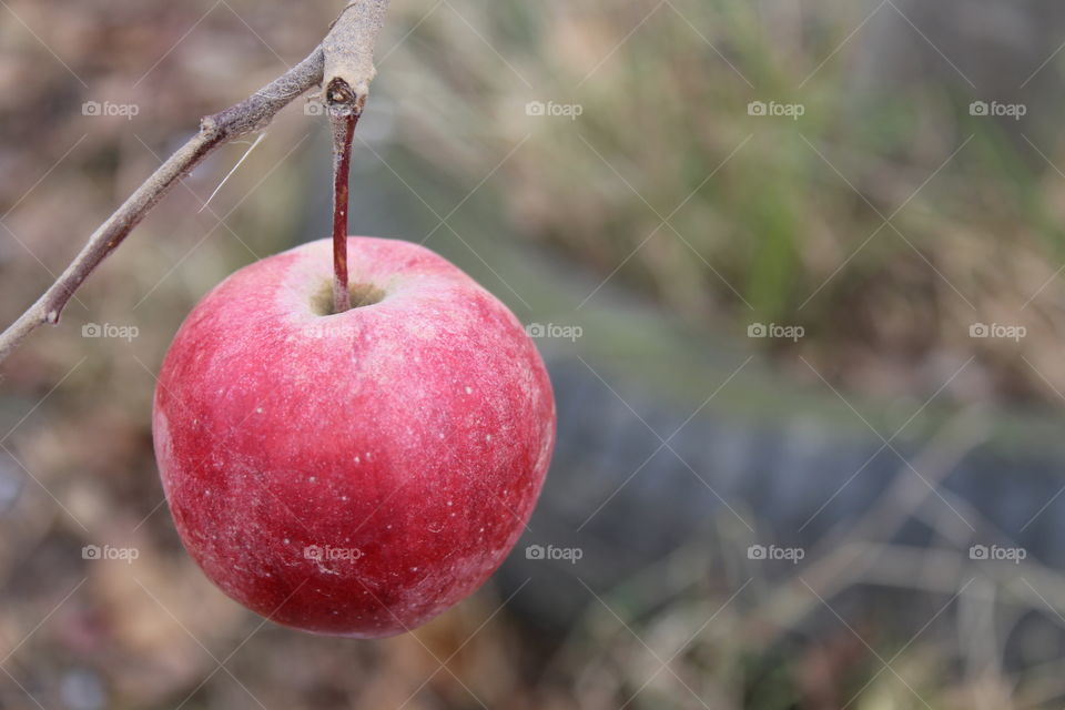 Red apple hanging by the tree