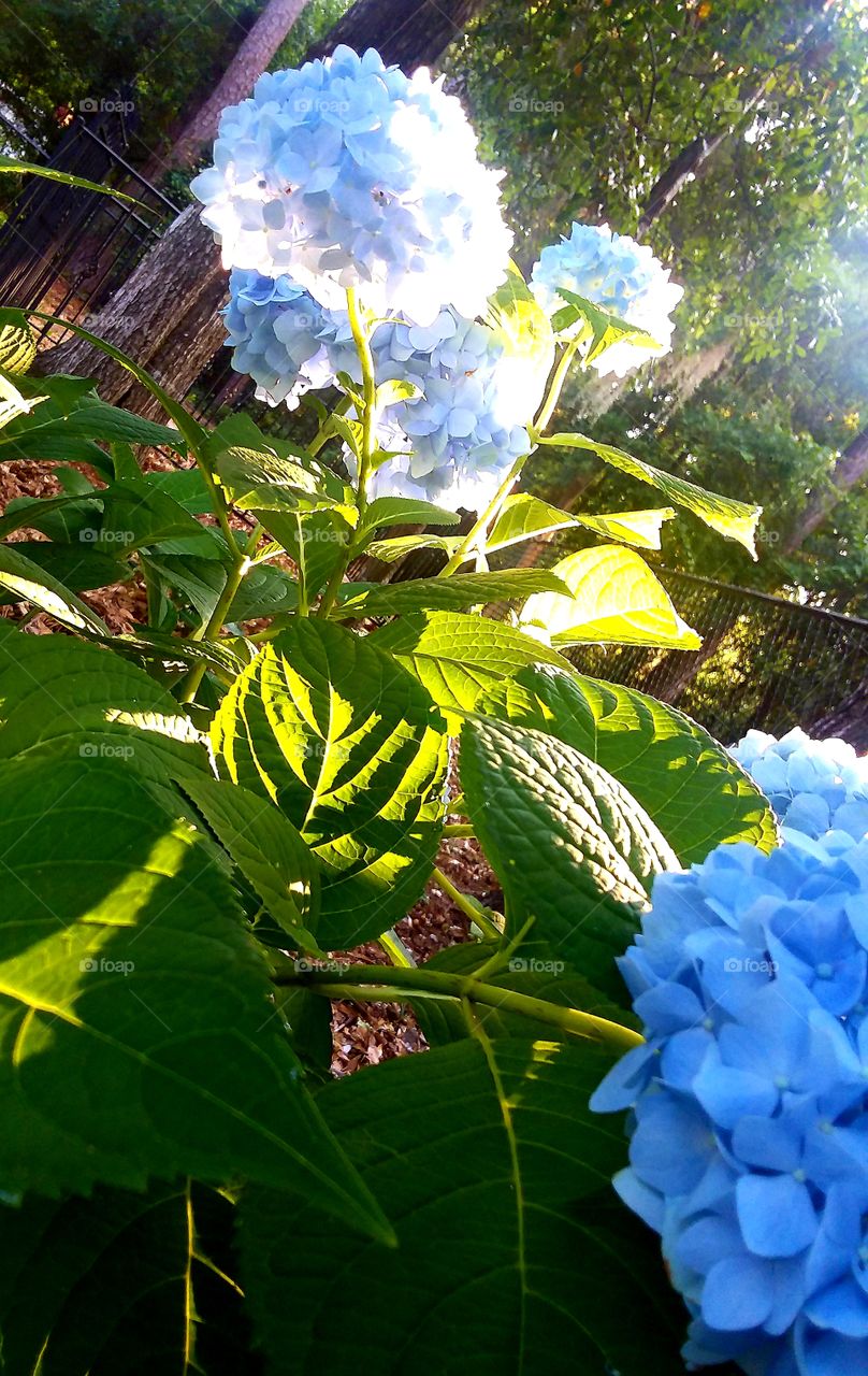 Hydrangea in early morning