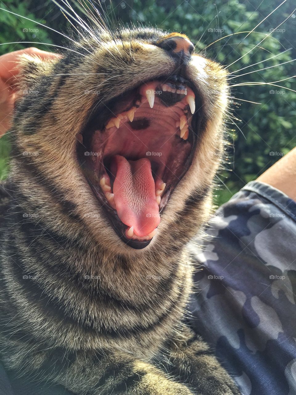Close-up of a cat mouth
