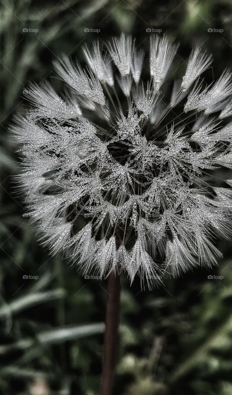 Dandelion and drops
