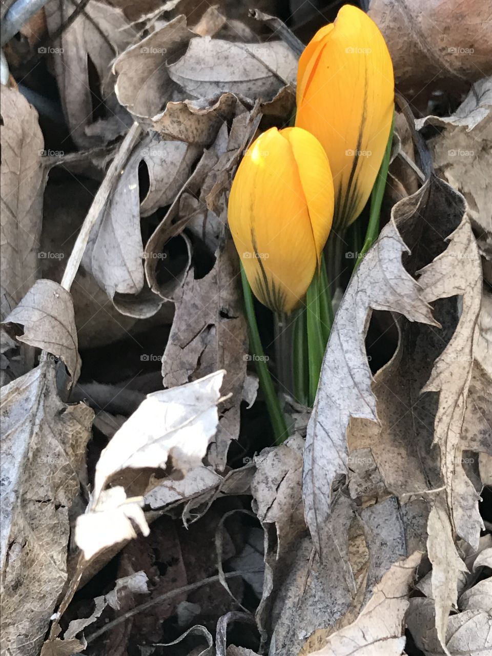 Spring crocus flowers 