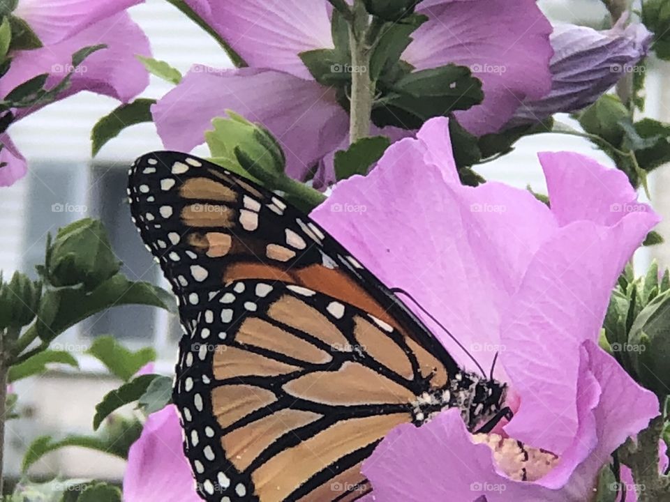 Monarch butterfly on Rose of Sharon 