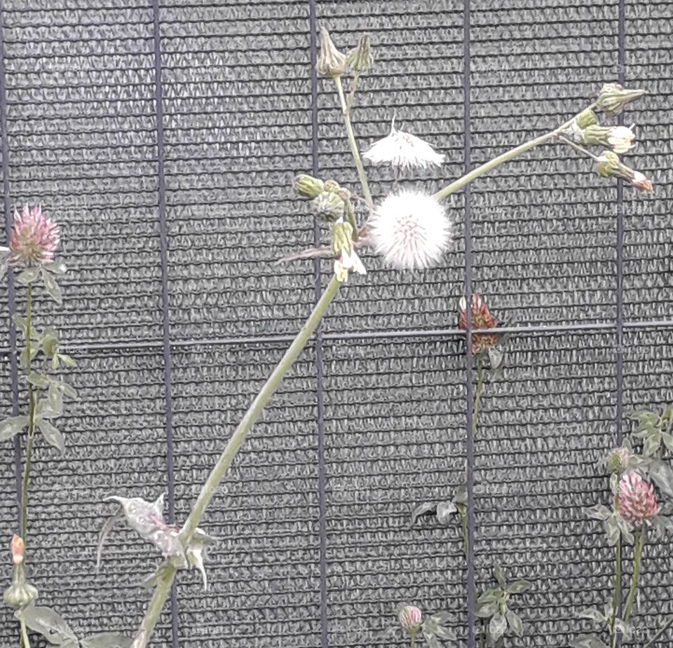 white fluffy seeds of a meadow flower and  pink clover against a fence