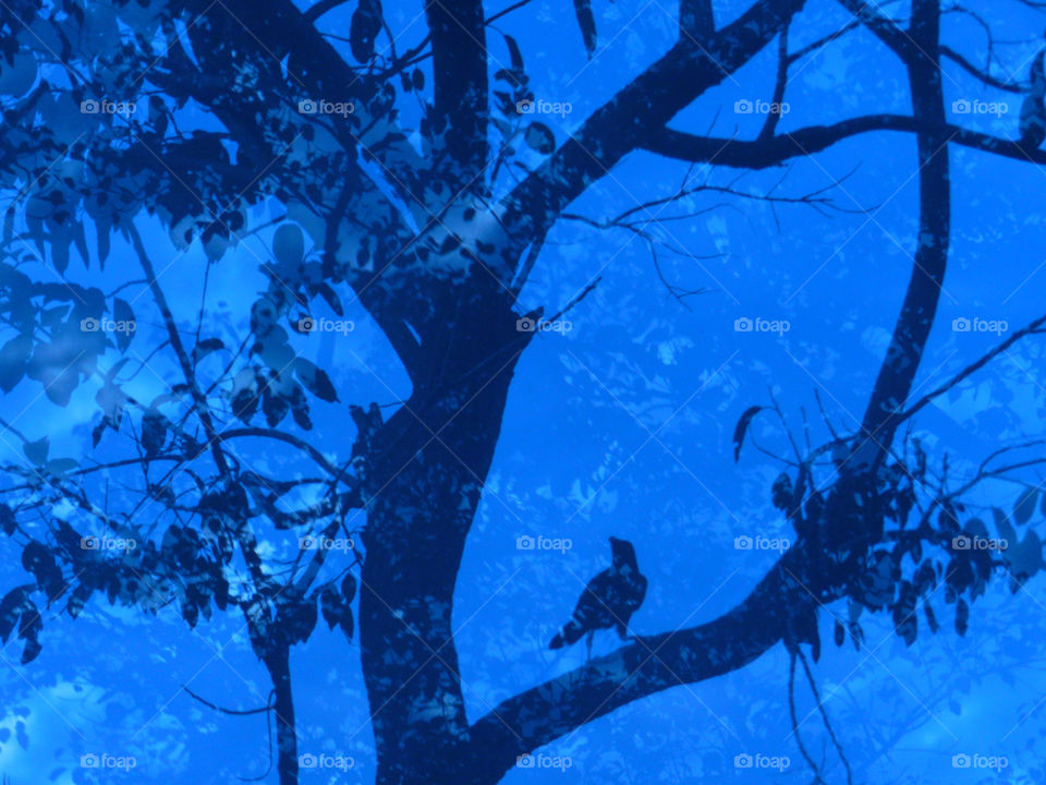 blended view through glass