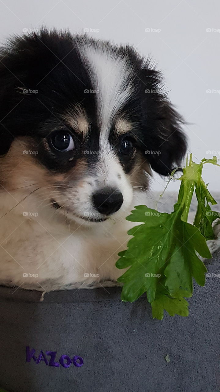 Puppy eating celery