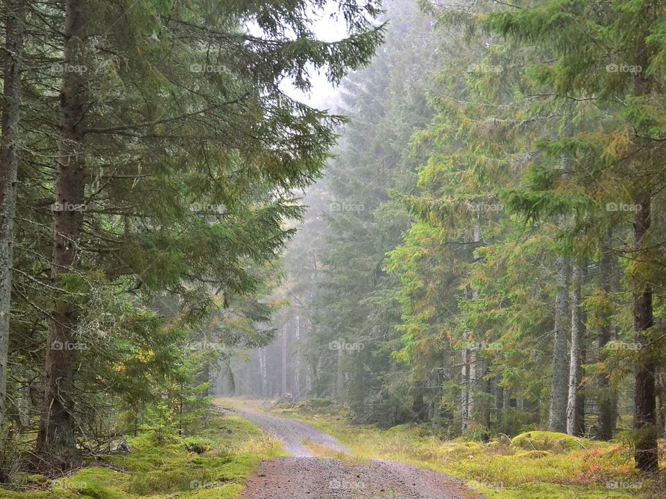 Road in the forest