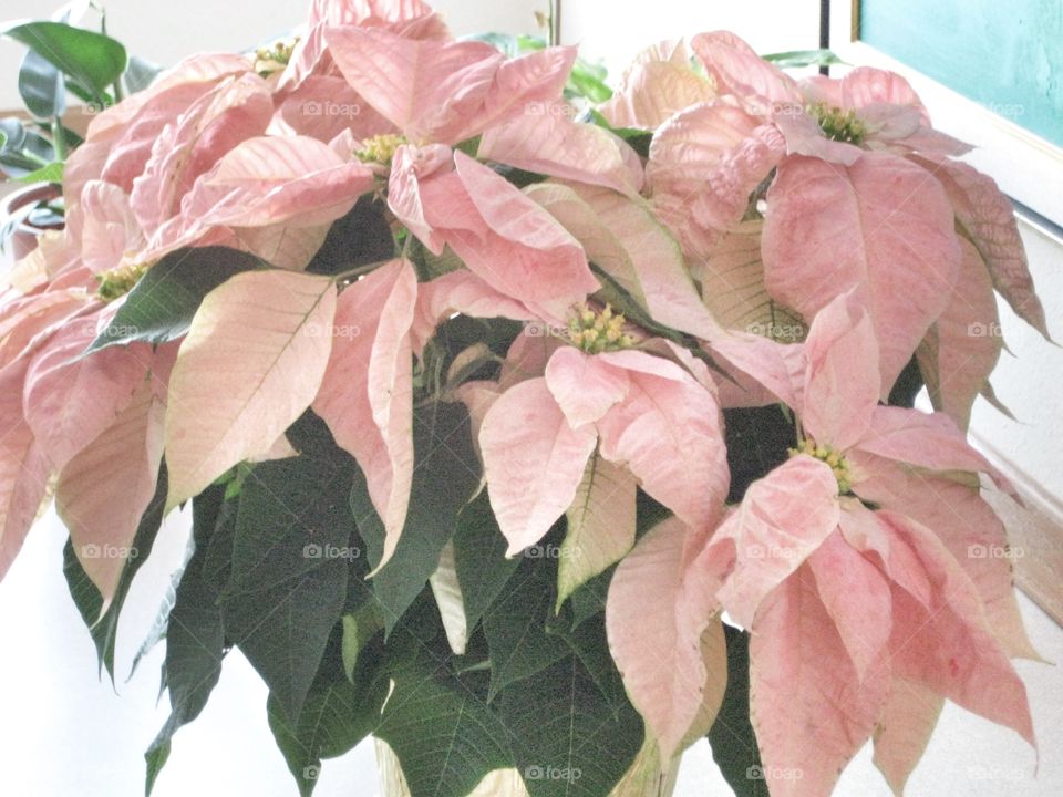 Holiday Flowers. Poinsettia Plant