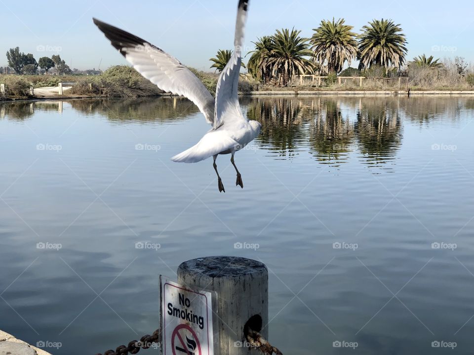 Seagull flying