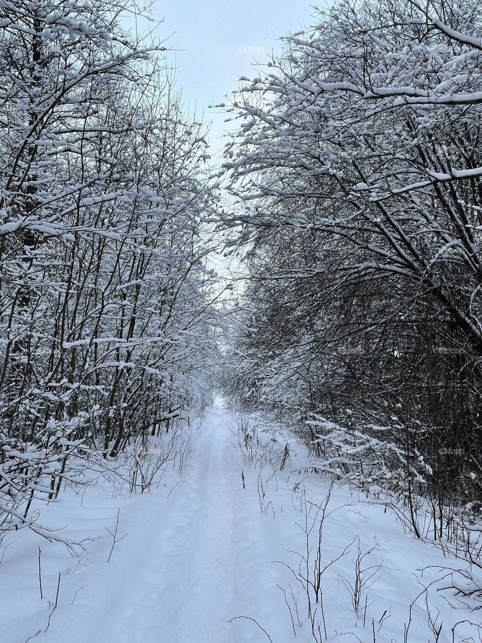 Snowy path to frosty horizon 