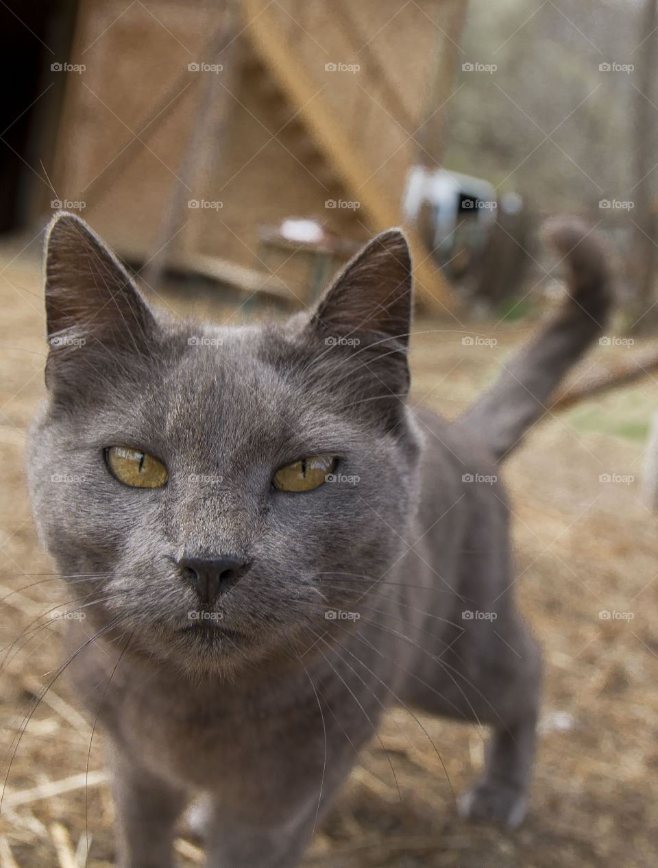 Fluffy cat