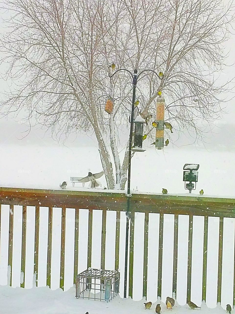 Hungry birds in snow storm