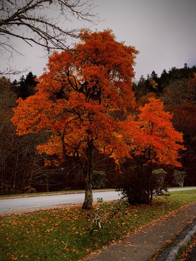 Smoky Mountain National Park 